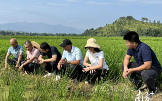 信乐昌科技 韶关乐昌：“芋”见科技特派员，田间“把脉”解农忧