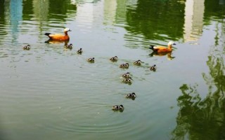 北京优网科技 一只麻鸭共富路上的发展“密码”