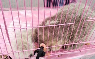 獾科技 不明生物在浙江“落网”，网友说它是偷瓜的猹？猹到底是什么？